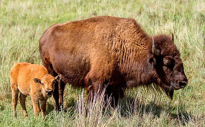 buffalo with calve